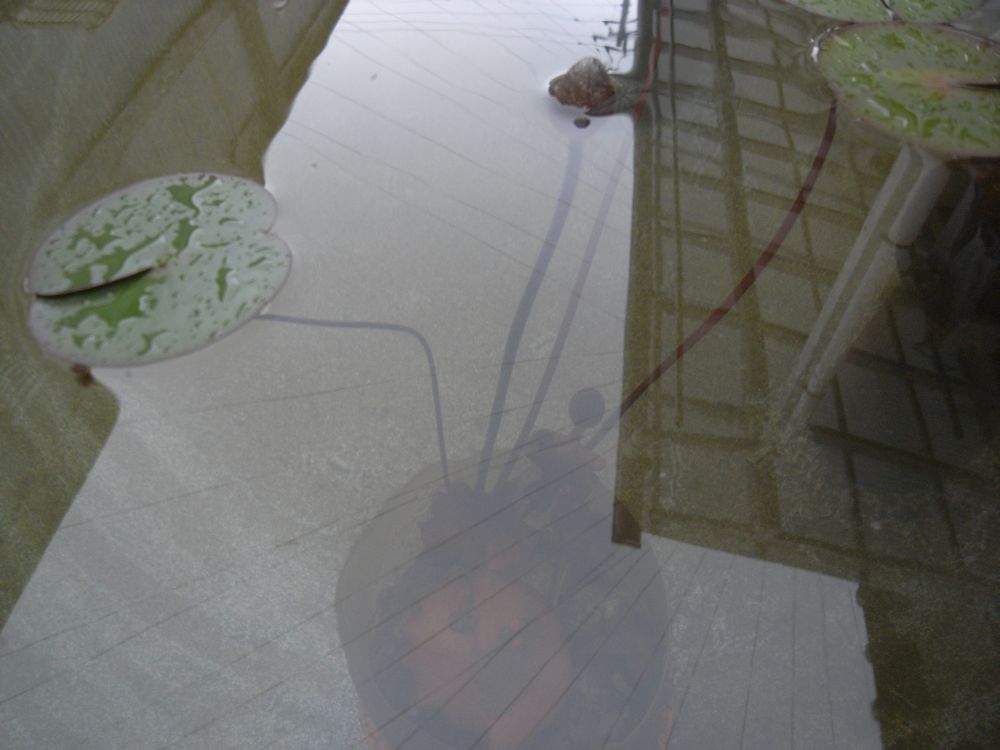 �X�C�����R