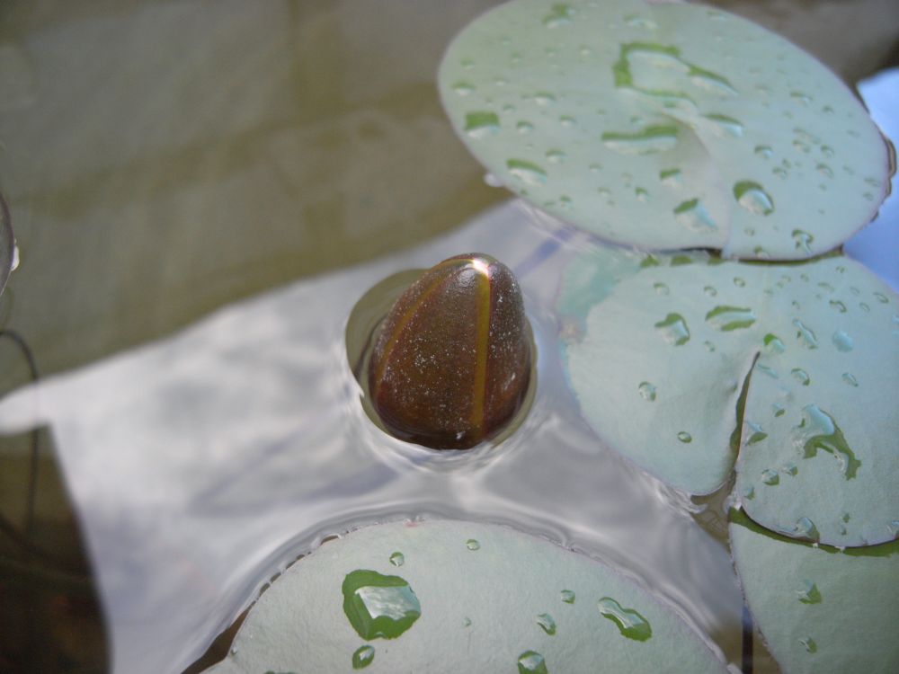 �X�C�����S