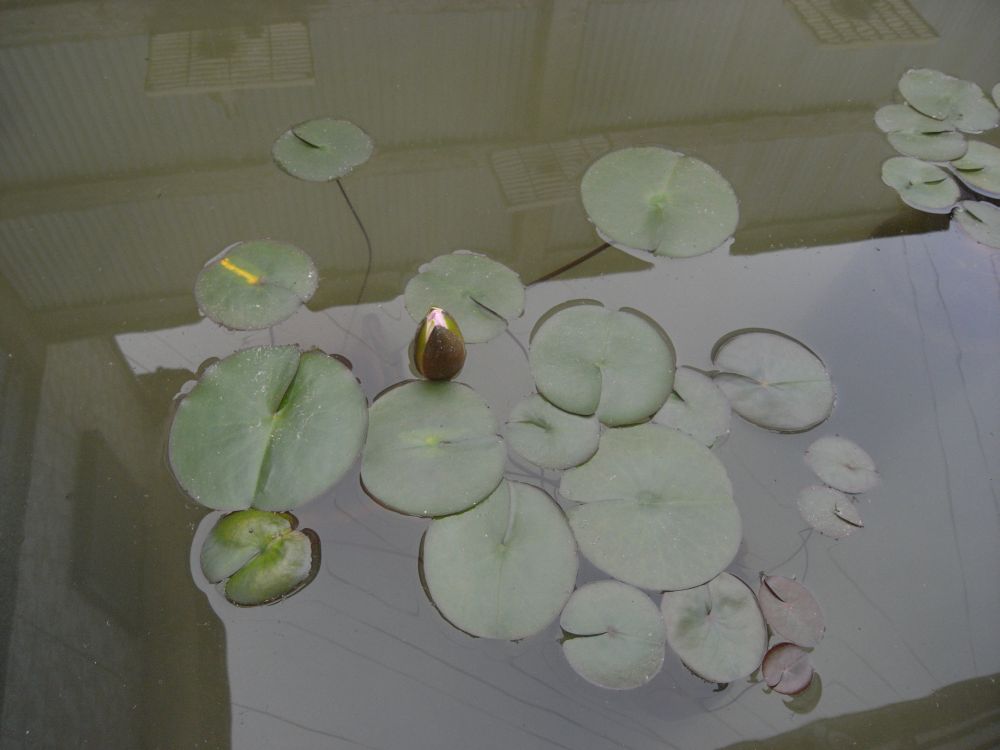 �X�C�����U