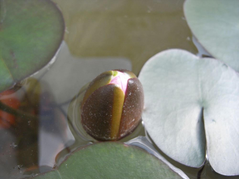 �X�C�����V