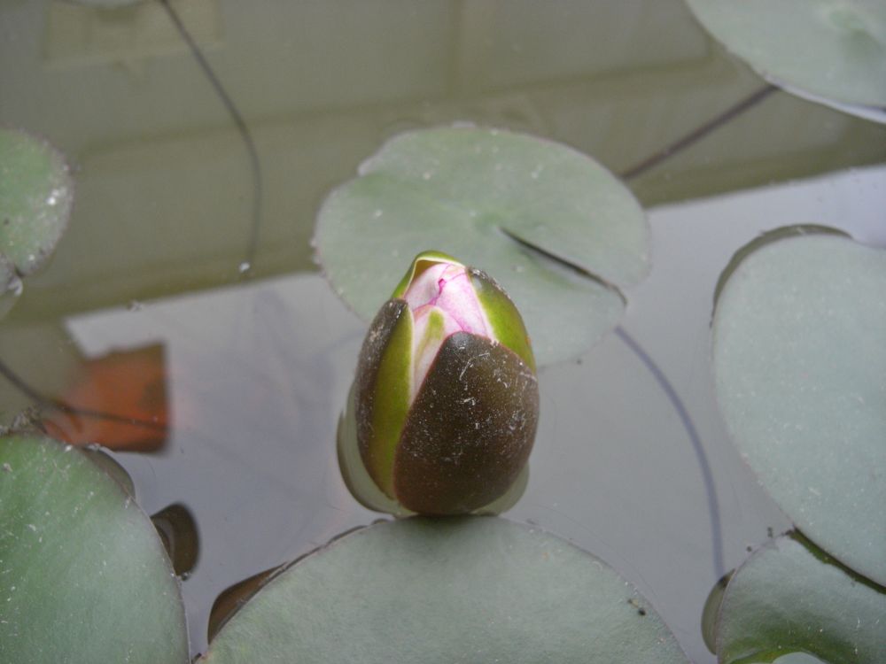 �X�C�����W