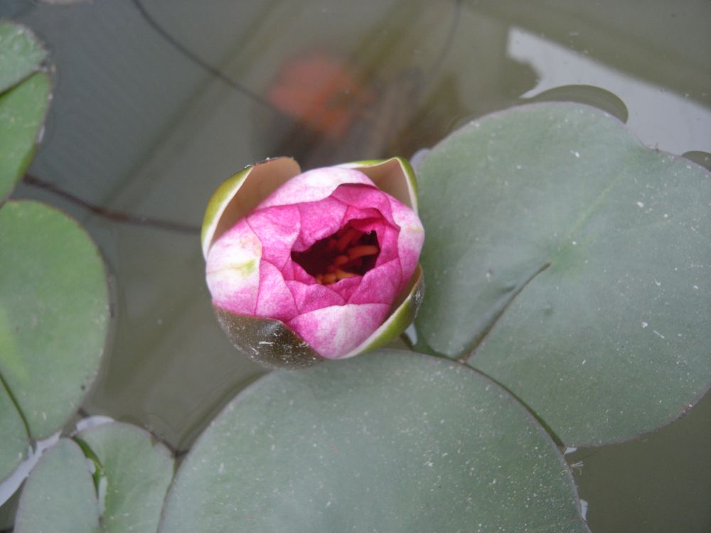 �X�C�����P�O