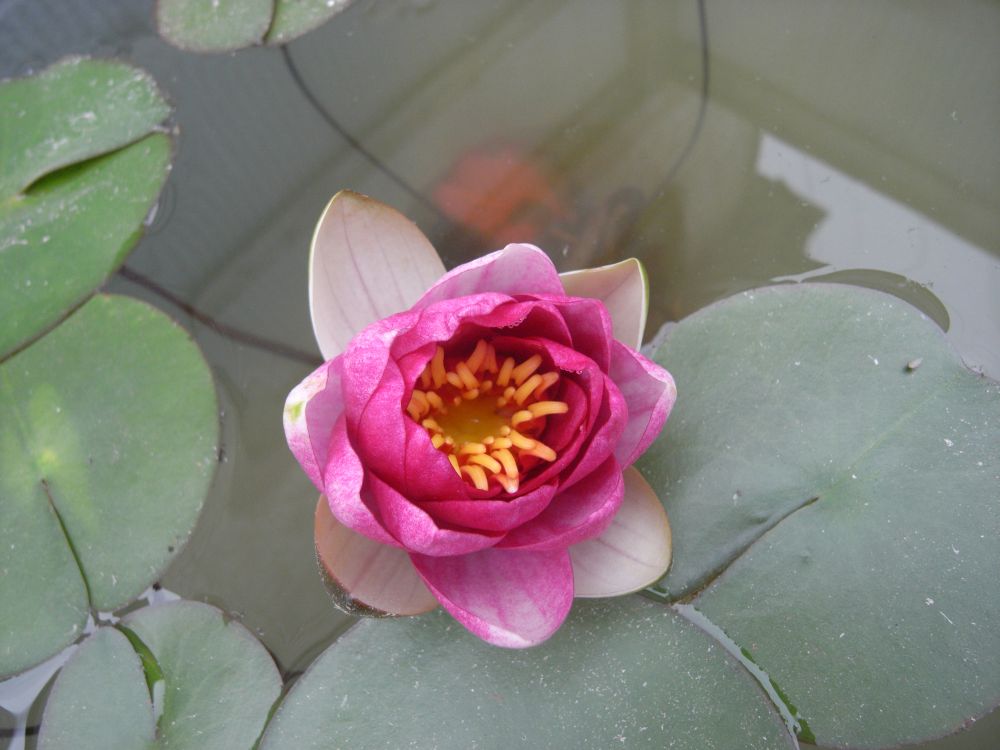 �X�C�����P�R