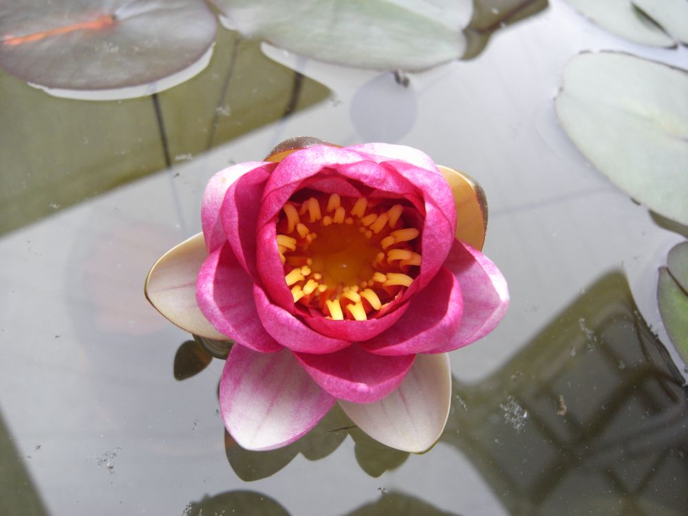 �X�C�����P�T