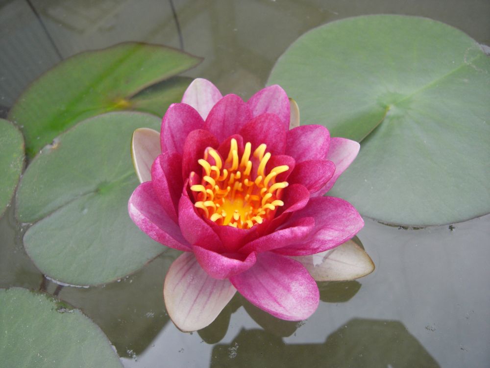 �X�C�����P�U