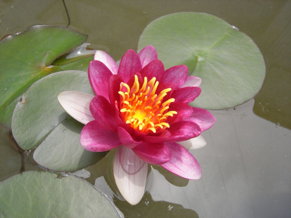 �X�C�����P�V