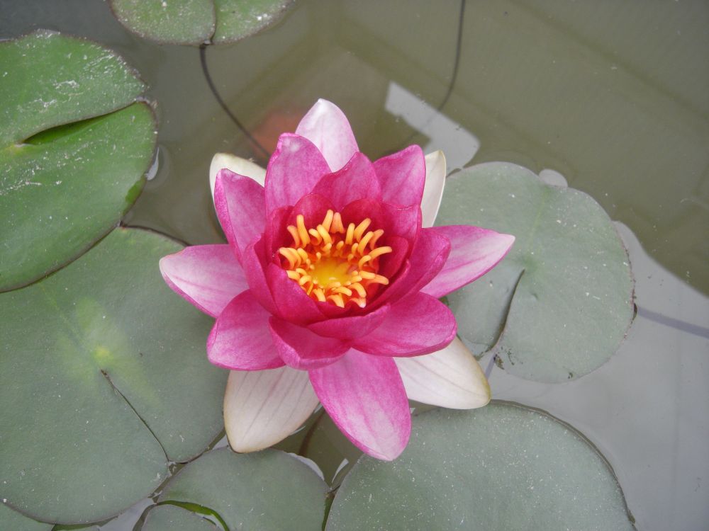 �X�C�����P�W