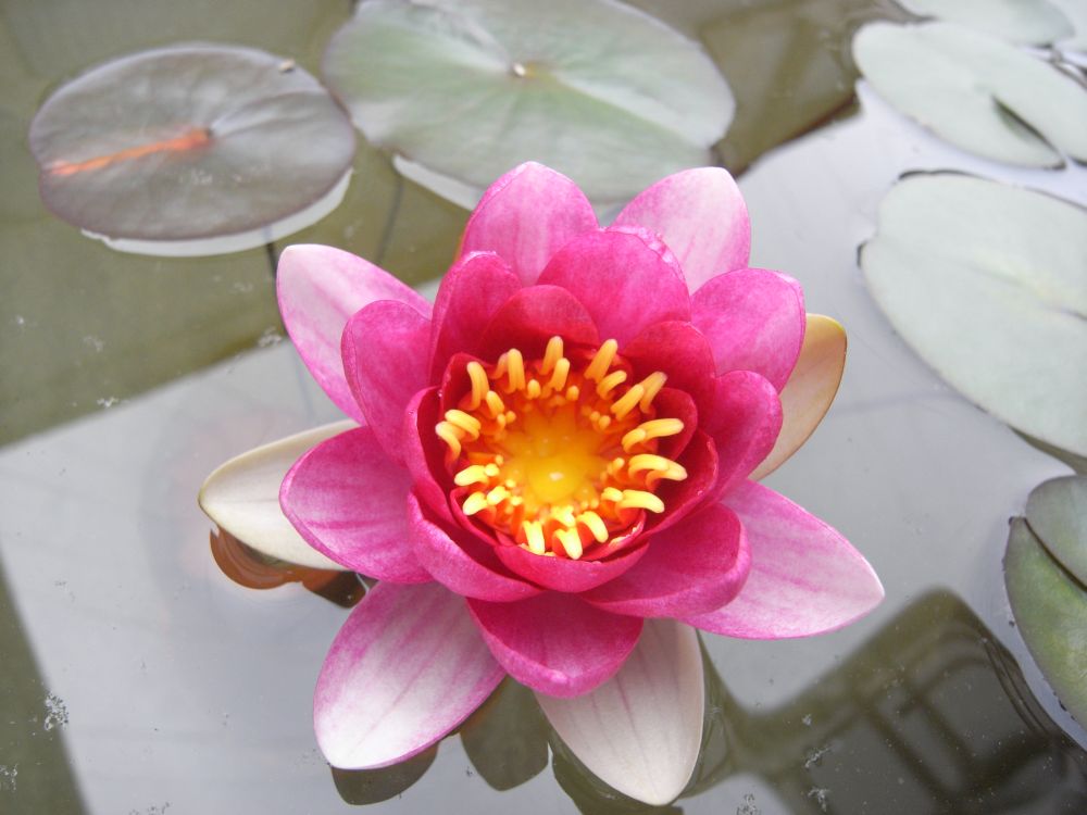 �X�C�����P�X