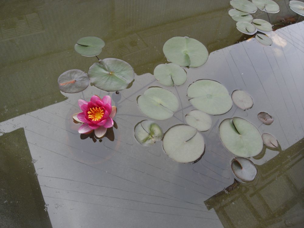 �X�C�����Q�O