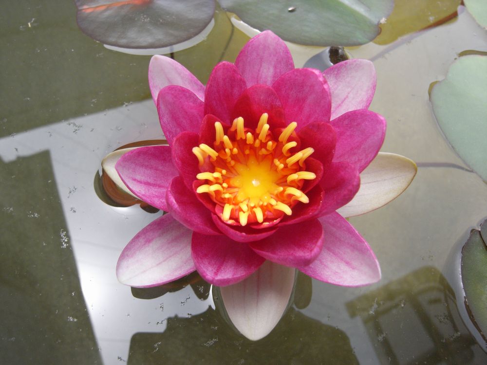 �X�C�����Q�P