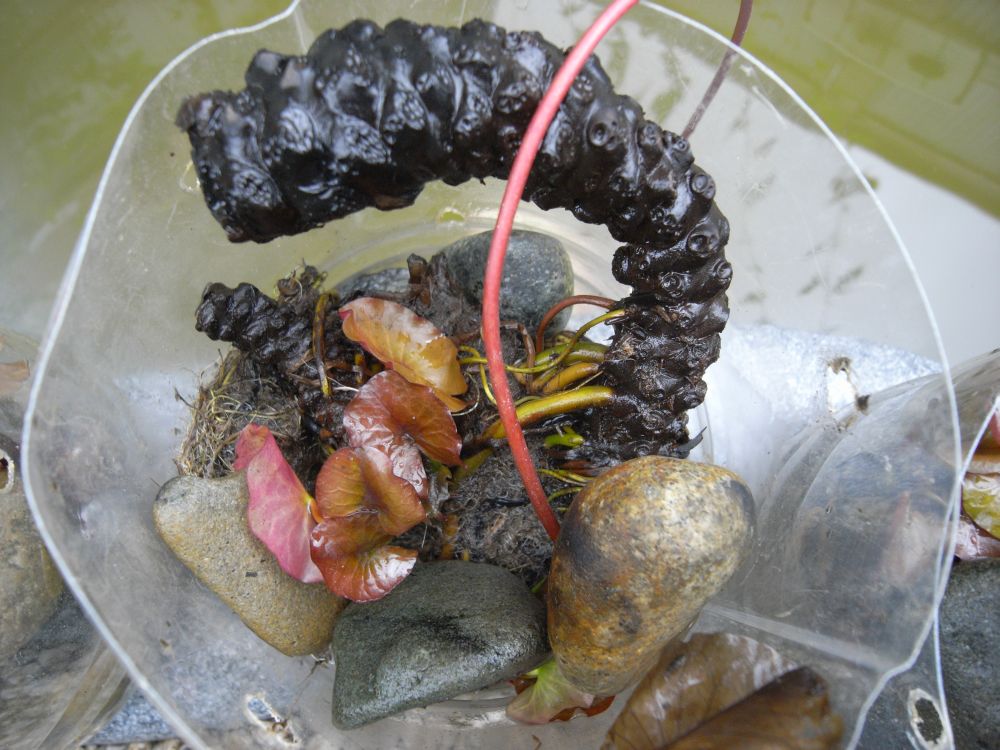 �X�C�����Q�Q