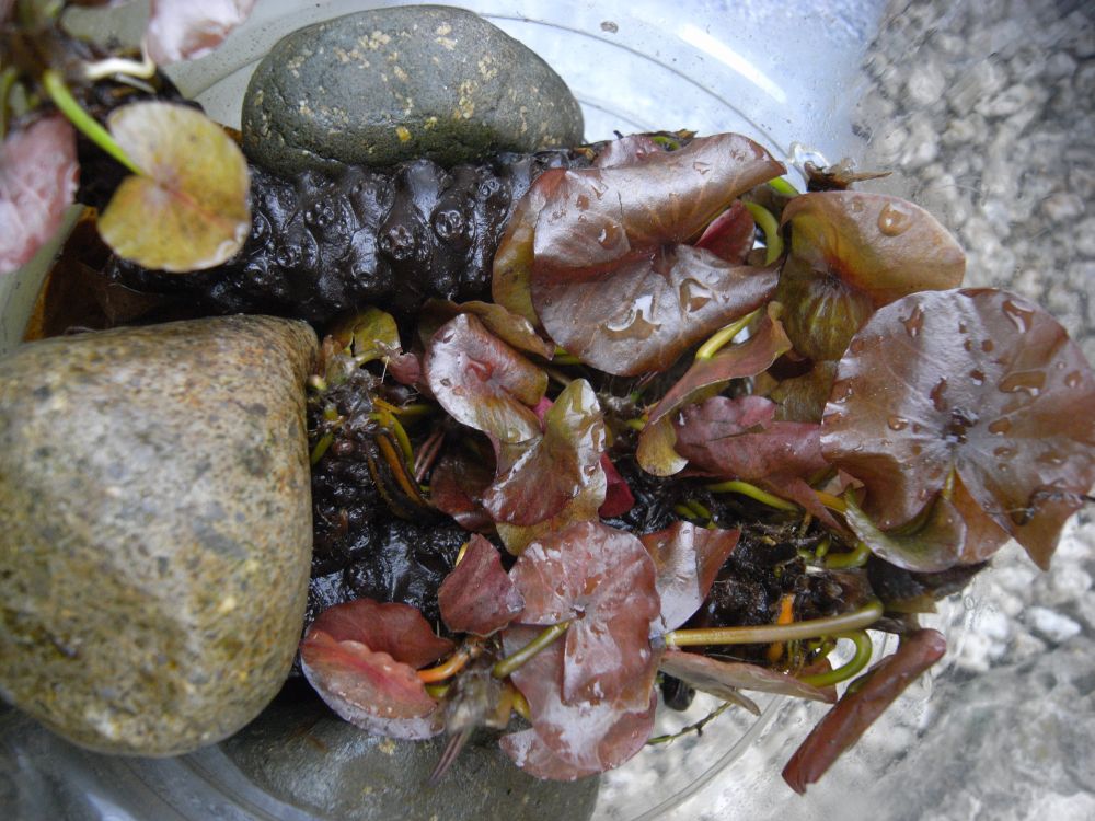 �X�C�����Q�R