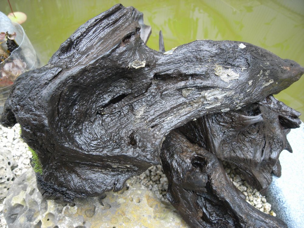 �X�C�����Q�T