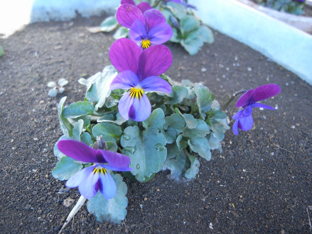 �r�I���P�X