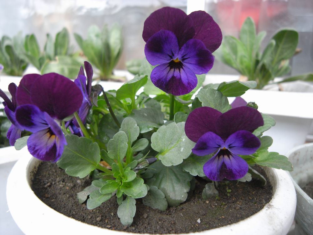 �r�I���Q�O