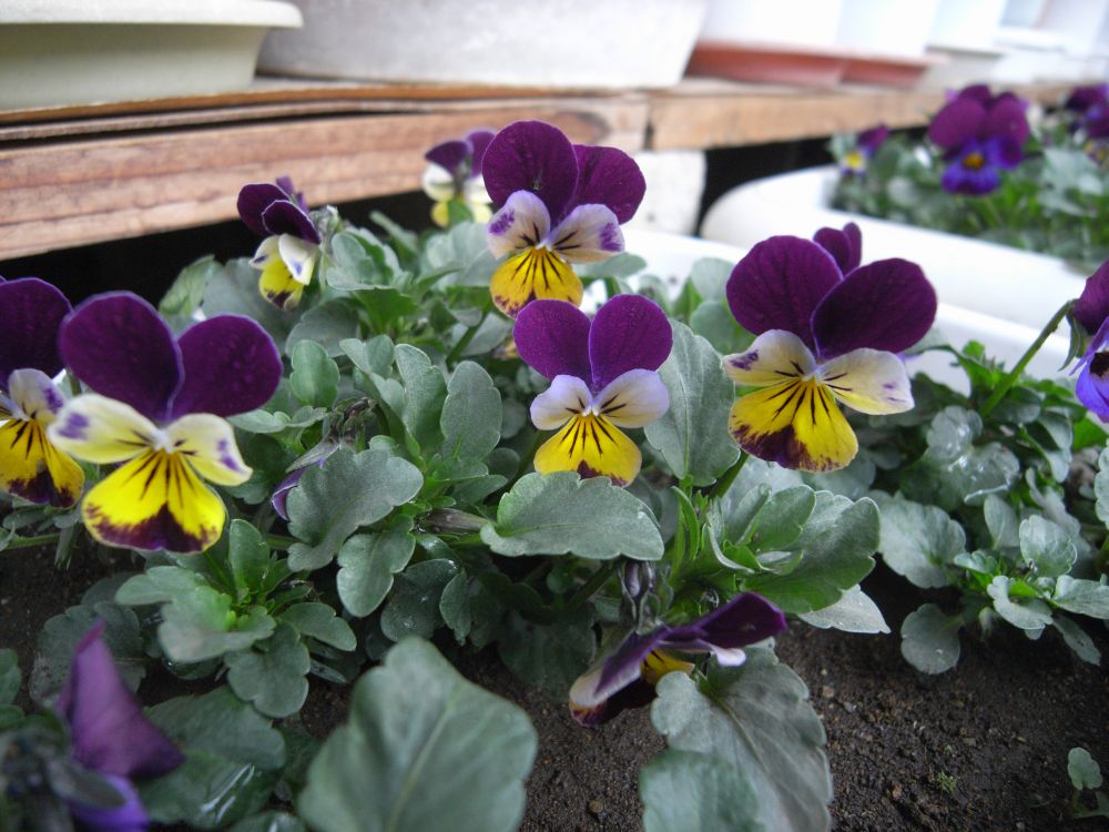 �r�I���Q�R