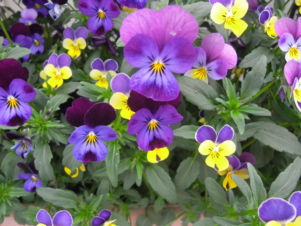 �r�I���R�Q