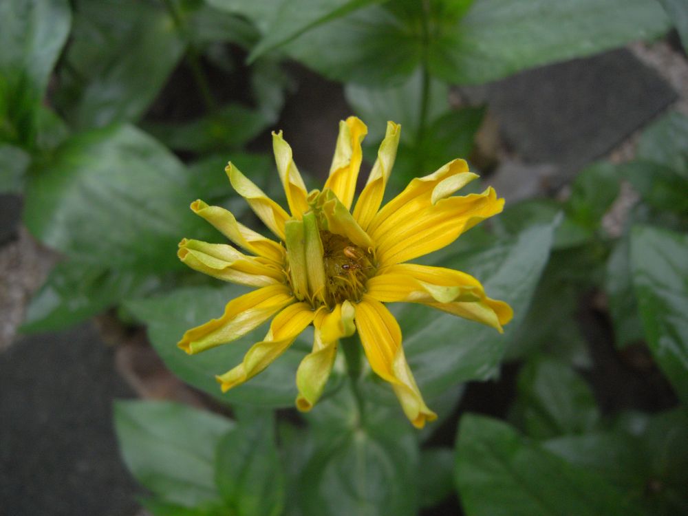 �W�j�A�P�S