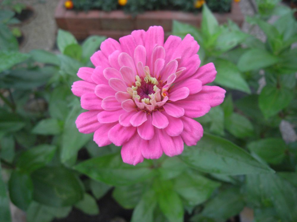 �W�j�A�P�V