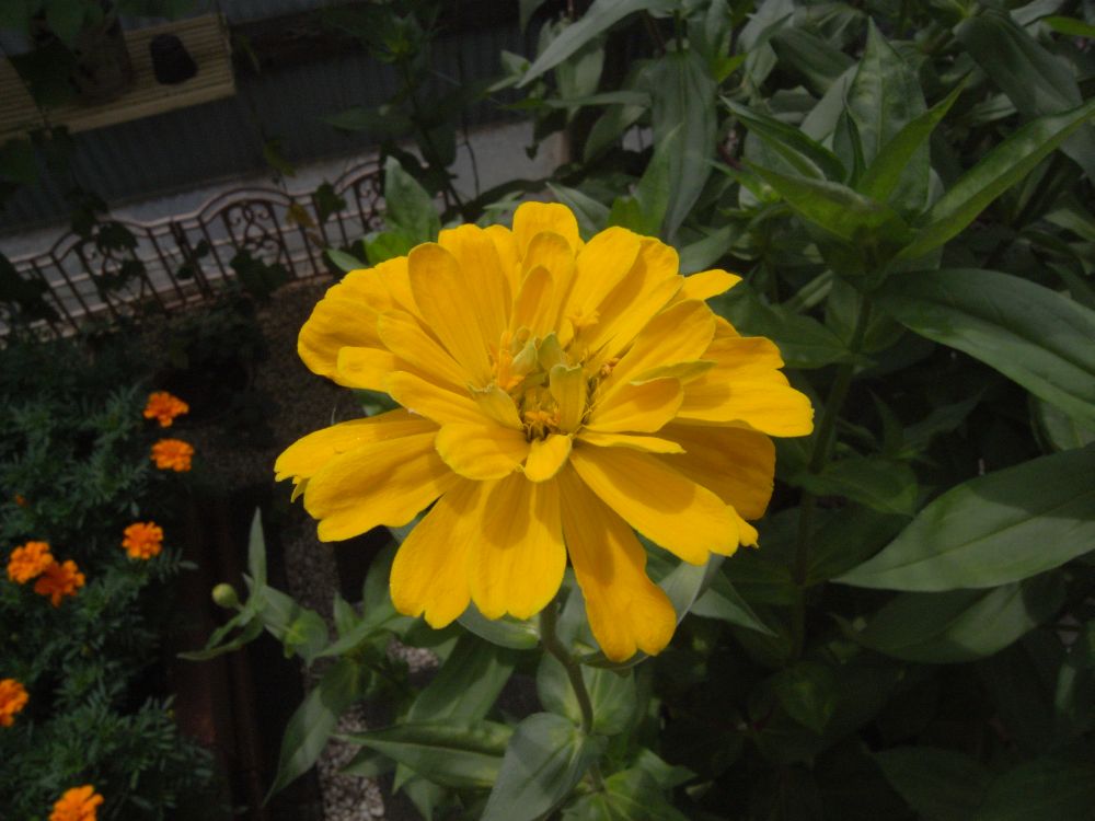 �W�j�A�P�X